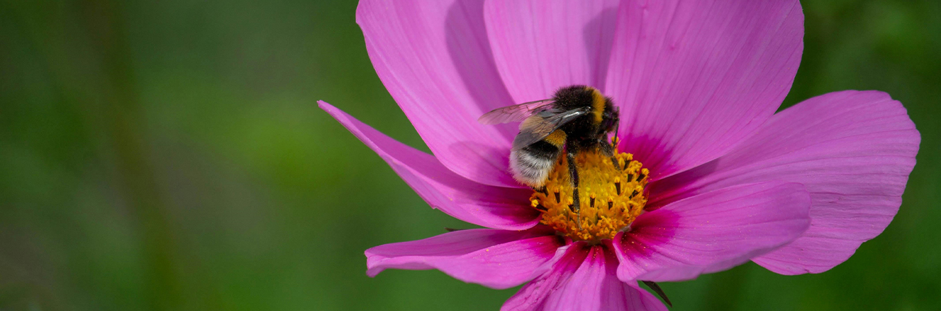 Tävling: ”Pollinera mera” och hjälp djurens pollinatörer